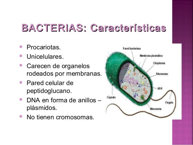 Ppt bacterias 5