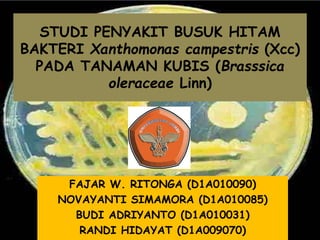 STUDI PENYAKIT BUSUK HITAM
BAKTERI Xanthomonas campestris (Xcc)
PADA TANAMAN KUBIS (Brasssica
oleraceae Linn)
FAJAR W. RITONGA (D1A010090)
NOVAYANTI SIMAMORA (D1A010085)
BUDI ADRIYANTO (D1A010031)
RANDI HIDAYAT (D1A009070)
 