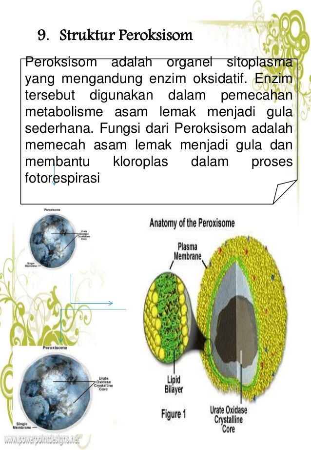 Peroksisom: Garda Terdepan Metabolisme Oksidatif dalam Sel