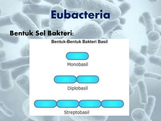 Bentuk Sel Bakteri:
Eubacteria
 
