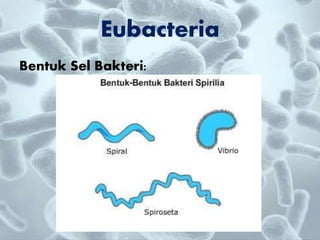 Bentuk Sel Bakteri:
Eubacteria
 