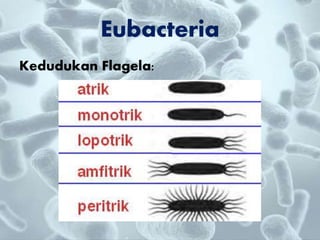 Kedudukan Flagela:
Eubacteria
 