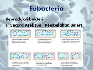 Reproduksi bakteri:
1. Secara Aseksual (Pembelahan Biner)
Eubacteria
 