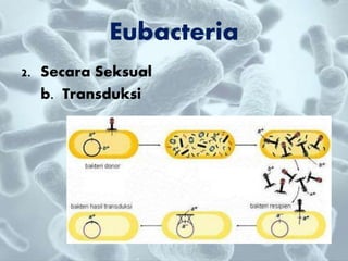 Eubacteria
2. Secara Seksual
b. Transduksi
 