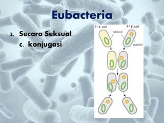 Eubacteria
2. Secara Seksual
c. konjugasi
 