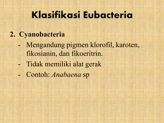 2. Cyanobacteria
- Mengandung pigmen klorofil, karoten,
fikosianin, dan fikoeritrin.
- Tidak memiliki alat gerak
- Contoh: Anabaena sp
Klasifikasi Eubacteria
 
