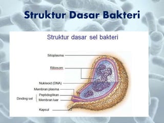 Struktur Dasar Bakteri
 