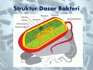 Struktur Dasar Bakteri
 