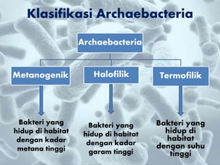 Klasifikasi Archaebacteria
Archaebacteria
Metanogenik Halofilik Termofilik
Bakteri yang
hidup di habitat
dengan kadar
metana tinggi
Bakteri yang
hidup di habitat
dengan kadar
garam tinggi
Bakteri yang
hidup di
habitat
dengan suhu
tinggi
 
