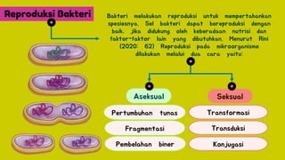 Comprehensive Overview of Bacterial Reproduction and Growth Processes | PDF