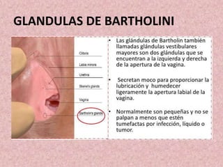 Bartolinitis