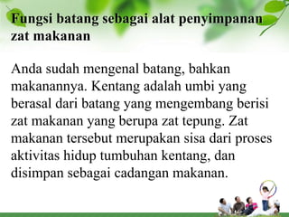 Fungsi batang sebagai alat penyimpanan
zat makanan

Anda sudah mengenal batang, bahkan
makanannya. Kentang adalah umbi yang
berasal dari batang yang mengembang berisi
zat makanan yang berupa zat tepung. Zat
makanan tersebut merupakan sisa dari proses
aktivitas hidup tumbuhan kentang, dan
disimpan sebagai cadangan makanan.
 