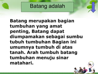 Batang adalah

Batang merupakan bagian
tumbuhan yang amat
penting, Batang dapat
diumpamakan sebagai sumbu
tubuh tumbuhan Bagian ini
umumnya tumbuh di atas
tanah. Arah tumbuh batang
tumbuhan menuju sinar
matahari.
 