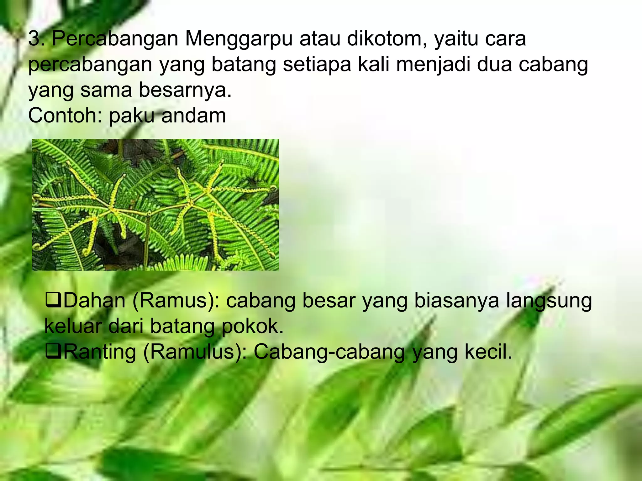 morfologi batang | PPTX