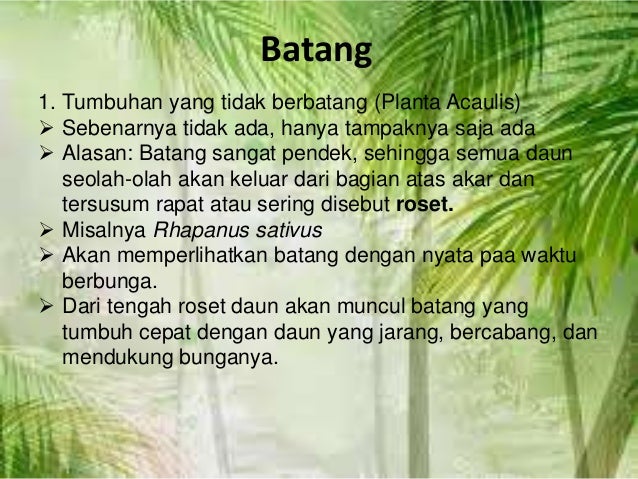 Morfologi batang