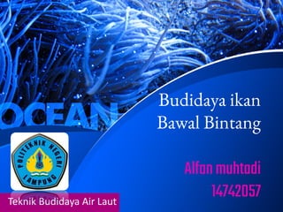 Budidaya ikan
Bawal Bintang
Alfanmuhtadi
14742057
Teknik Budidaya Air Laut
 
