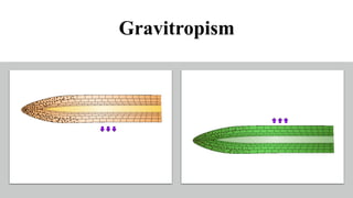 Gravitropism
 