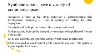 Synthetic auxins have a variety of
commercial uses
Prevention of fruit & leaf drop, induction of parthenocarpic fruit
development, thinnning of fruit & rooting of cutting for plant
propagation
If excised leaf is dipped in auxins, then rooting enhanced
Parthenocarpic fruit can be induced by treatment of unpollinated flowers
with auxins
2,4-D and dicamba are synthetic auxins which used in herbicides
2,4-D also used as weed control while monocots can inactivate synthetic
auxins rapidly than dicots.
 