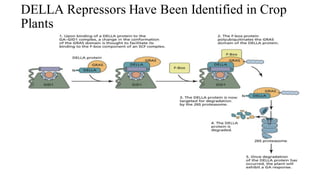 DELLA Repressors Have Been Identified in Crop
Plants
 