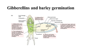 Gibberellins and barley germination
 