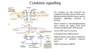 Cytokinin signalling
CK receptors are like bacterial two
component histidine kinase which auto-
phosphorylating histidine kinase and are
ubiqutous signalling molecule in
bacteria.
Sensor domain is auto-phosphorylating
upon sensing the signal (CK) these
receptorphosphorylase AHP proteins.
Active AHP enters in nucleus.
It phosphorylatesARR proteins.
ARR-B protein bring about modulation
(activation) of cytokinin response
genes.
ARR-A inactivates ARR-B.
 