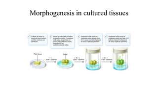 Morphogenesis in cultured tissues
 