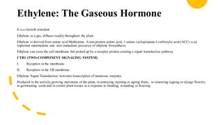 Ethylene: The Gaseous Hormone
It is a Growth retardant.
Ethylene as a gas, diffuses readilythroughout the plant.
Ethylene is derived from amino acid Methionine. A non-protein amino acid, 1-amino cyclopropane-l-carboxylic acid (ACC) is an
important intermediate and also immediate precursor of ethylene biosynthesis.
Ethylene can cross the cell membrane but picked up by a receptor protein creating a signal transduction pathway.
CTR1 (TWO-COMPONENT SIGNALING SYSTEM)
I. Receptors in the membrane.
II. Receptors in the ER membrane
Ethylene Signal Transduction Activates transcription of numerous enzymes.
Produced in the actively growing meristems of the plant, in senescing ripening or ageing fruits, in senescing (ageing or dying) flowers,
in germinating seeds and in certain plant tissues as a response to bending, wounding or bruising.
 