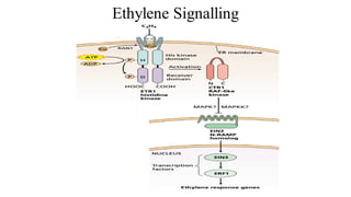 Ethylene Signalling
 