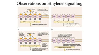 Observations on Ethylene signalling
 