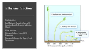 Ethylene function
Fruit ripening
Leaf Epinasty Results when ACC
from the Root Is Transported to the
Shoot
triple response
Ethylene Induces Lateral Cell
Expansion
Ethylene Enhances the Rate of Leaf
Senescence
 