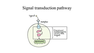 Signal transduction pathway
 