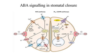 ABA signalling in stomatal closure
 