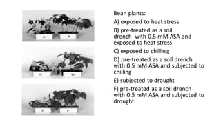 Bean plants:
A) exposed to heat stress
B) pre-treated as a soil
drench with 0.5 mM ASA and
exposed to heat stress
C) exposed to chilling
D) pre-treated as a soil drench
with 0.5 mM ASA and subjected to
chilling
E) subjected to drought
F) pre-treated as a soil drench
with 0.5 mM ASA and subjected to
drought.
 