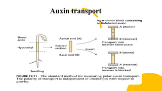 Auxin transport
 