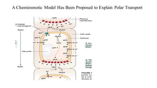 A Chemiosmotic Model Has Been Proposed to Explain Polar Transport
 