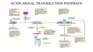 AUXIN SIGNAL TRANSDUCTION PATHWAYS
 