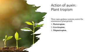 Action of auxin:
Plant tropism
Three main guidance systems control the
orientationof plant growth:
1. Phototropism,
2. Gravitropism,
3. Thigmotropism,
 