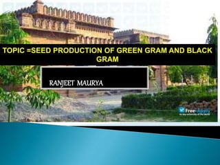 RANJEET MAURYA
TOPIC =SEED PRODUCTION OF GREEN GRAM AND BLACK
GRAM
 