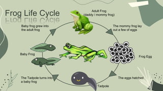 Metamorhosis of frog.pptx