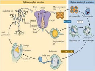 23.8: Angiosperms - Flowering,
      Seed-Bearing Plants
•   Characteristics of Flowering Plants
     – Only angiosperms produce specialized reproductive structures called flowers.
          • Of all the divisions of plants, angiosperms ("vessel seed") are the most
            successful and most diverse.
          • Most flowering plants coevolved with pollinators--insects, bats, birds, etc.
     – There are three major groups of flowering plants:
          • Magnoliids include magnolias, avocados, nutmeg, and black pepper
            plants.
          • Eudicots include familiar shrubs, trees (except conifers), and herbaceous
            plants.
          • Monocots include grasses, lilies, and the major food-crop grains.
•   Representative Life Cycle--A Monocot
     – The diploid sporophyte has extensive root and shoot systems; it also retains
        and nourishes the gametophyte.
     – Embryos are nourished by the endosperm within the seeds, which are
        packaged inside fruits.
 
