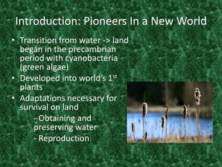 Introduction: Pioneers In a New World
• Transition from water -> land
  began in the precambrian
  period with cyanobacteria
  (green algae)
• Developed into world’s 1st
  plants
• Adaptations necessary for
  survival on land
      - Obtaining and
      preserving water
      - Reproduction
 