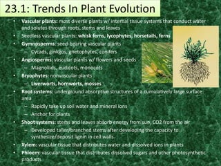 23.1: Trends In Plant Evolution
 •   Vascular plants: most diverse plants w/ internal tissue systems that conduct water
     and solutes through roots, stems and leaves
 •   Seedless vascular plants: whisk ferns, lycophytes, horsetails, ferns
 •   Gymnosperms: seed-bearing vascular plants
      – Cycads, ginkgos, gnetophytes, conifers
 •   Angiosperms: vascular plants w/ flowers and seeds
      – Magnoliids, eudicots, monocots
 •   Bryophytes: nonvascular plants
      – Liverworts, hornworts, mosses
 •   Root systems: underground absorptive structures of a cumulatively large surface
     area
      – Rapidly take up soil water and mineral ions
      – Anchor for plants
 •   Shoot systems: stems and leaves absorb energy from sun, CO2 from the air
      – Developed taller/branched stems after developing the capacity to
         synthesize/deposit lignin in cell walls
 •   Xylem: vascular tissue that distributes water and dissolved ions in plants
 •   Phloem: vascular tissue that distributes dissolved sugars and other photosynthetic
     products
 