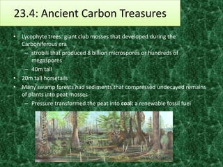 23.4: Ancient Carbon Treasures
• Lycophyte trees: giant club mosses that developed during the
  Carboniferous era
   – strobili that produced 8 billion microspores or hundreds of
      megaspores
   – 40m tall
• 20m tall horsetails
• Many swamp forests had sediments that compressed undecayed remains
  of plants into peat mosses
   – Pressure transformed the peat into coal: a renewable fossil fuel
 