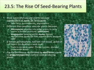 23.5: The Rise Of Seed-Bearing Plants

• Most successful vascular plants because
  independent of water for fertilization
    – Seed ferns, gymnosperms, angiosperms
• Different than seedless vascular plants because:
    – Microspores: develop into pollen grains to carry
      sperm to female structures (pollination)
    – Megaspores: develop within ovules: female
      reproductive structures that, when mature, produce
      seed
• § female gametophyte, nutrient rich tissue, jacket of
  cell layers (to develop a seed coat)
    – Traits to conserve water: Thicker cuticles, stomata
      underneath leaves
• Pre-Carboniferous: dominated by seed ferns (simlar
  to progymnosperms): earliest seed-producing
  plants
 