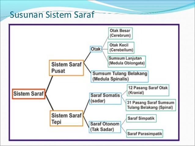 Ppt Biologi Sistem Saraf Indra