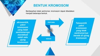 BENTUK KROMOSOM
Berdasarkan letak sentromer, kromosom dapat dibedakan
menjadi beberapa bentuk.
KEDUA
akrosentrik,
yakni
kromosom
yang letak
sentromernya
mendekati
salah satu
ujung
kromosom
PERTAMA
Telosentrik
yakni
kromosom
yang letak
sentromernya
berada di ujung
kromosom
 