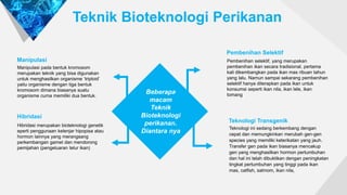 Teknik Bioteknologi Perikanan
Beberapa
macam
Teknik
Bioteknologi
perikanan.
Diantara nya
Manipulasi
Manipulasi pada bentuk kromosom
merupakan teknik yang bisa digunakan
untuk menghasilkan organisme ‘triploid’
yaitu organisme dengan tiga bentuk
kromosom dimana biasanya suatu
organisme cuma memiliki dua bentuk.
Pembenihan Selektif
Pembenihan selektif, yang merupakan
pembenihan ikan secara tradisional, pertama
kali dikembangkan pada ikan mas ribuan tahun
yang lalu. Namun sampai sekarang pembenihan
selektif hanya diterapkan pada ikan untuk
konsumsi seperti ikan nila, ikan lele, ikan
tomang
Teknologi Transgenik
Teknologi ini sedang berkembang dengan
cepat dan memungkinkan merubah gen-gen
species yang memiliki keterikatan yang jauh.
Transfer gen pada ikan biasanya mencakup
gen yang menghasilkan hormon pertumbuhan
dan hal ini telah dibuktikan dengan peningkatan
tingkat pertumbuhan yang tinggi pada ikan
mas, catfish, salmom, ikan nila,
Hibridasi
Hibridasi merupakan bioteknologi genetik
eperti penggunaan kelenjar hipopisa atau
hormon lainnya yang merangsang
perkembangan gamet dan mendorong
pemijahan (pengeluaran telur ikan)
 