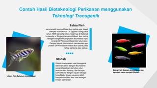 Contoh Hasil Bioteknologi Perikanan menggunakan
Teknologi Transgenik
para peneliti memodifikasi ikan zebra agar dapat
menjadi bioindikator. Dr. Zyiyuan Gong pada
tahun 1999 berserta rekan-rekannya di National
University of Singapore memodifikasi ikan zebra
dengan mengkodekan protein flouresensi hijau
terang (GFP) yang didapat dari ubur-ubur.
Dengan teknik mikroinjeksi memasukan gen
protein GFP kedalam embrio ikan zebra pada
tahap pertama atau kedua.
Zebra Fish
Zebra Fish Sebelum dimodifikasi
Glofish merupakan hasil transgenik
dari ikan zebra dengan flouresensi
yang didapatkan dari ubur-ubur,
anemon laut, kerang, dan lainnya.
Dimodifikasi dengan tujuan sebagai
bioindikator tetapi sekarang lebih
banyak dijadikan ikan hias sebagai
hewan peliharaan.
Glofish
Zebra Fish Setelah dimodifikasi dan
berubah nama menjadi Glofish
 