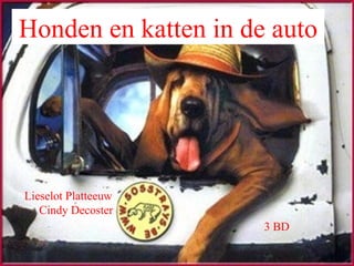 Honden en katten in de auto 3 BD Lieselot Platteeuw Cindy Decoster 