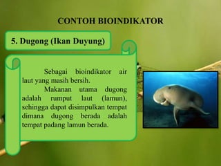 5. Dugong (Ikan Duyung)
Sebagai bioindikator air
laut yang masih bersih.
Makanan utama dugong
adalah rumput laut (lamun),
sehingga dapat disimpulkan tempat
dimana dugong berada adalah
tempat padang lamun berada.
 